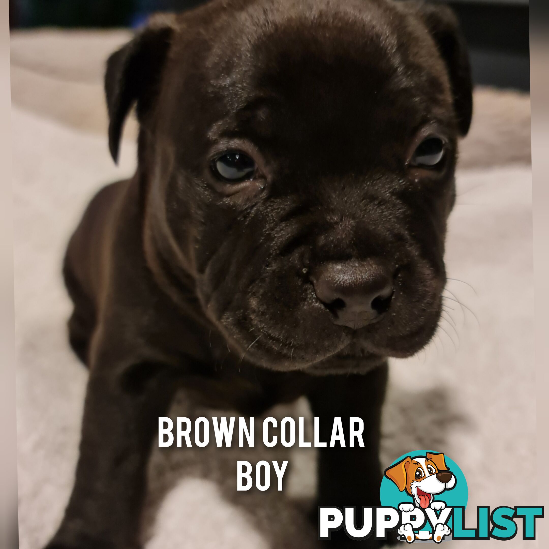 Wanted: Purebred English Blue Staffy puppies