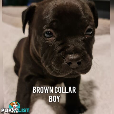 Wanted: Purebred English Blue Staffy puppies