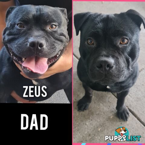 Wanted: Purebred English Blue Staffy puppies