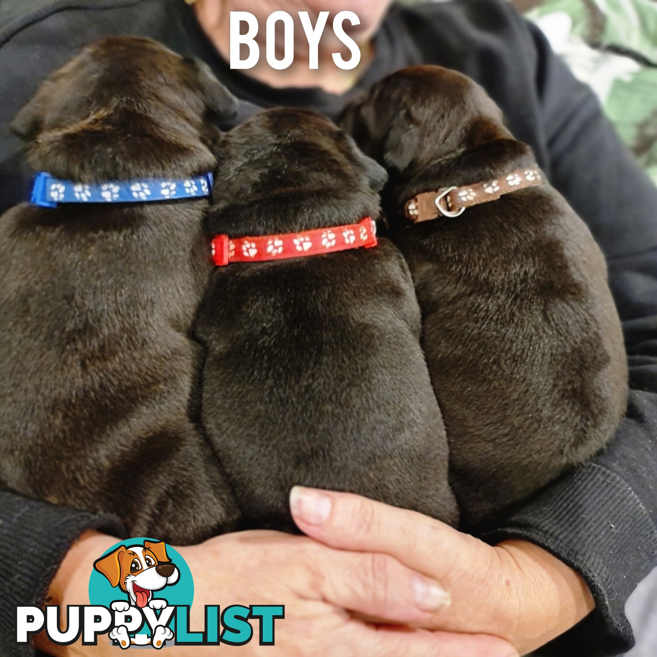 Wanted: Purebred English Blue Staffy puppies