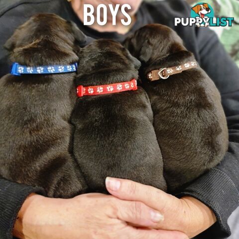 Wanted: Purebred English Blue Staffy puppies