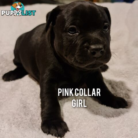Wanted: Purebred English Blue Staffy puppies