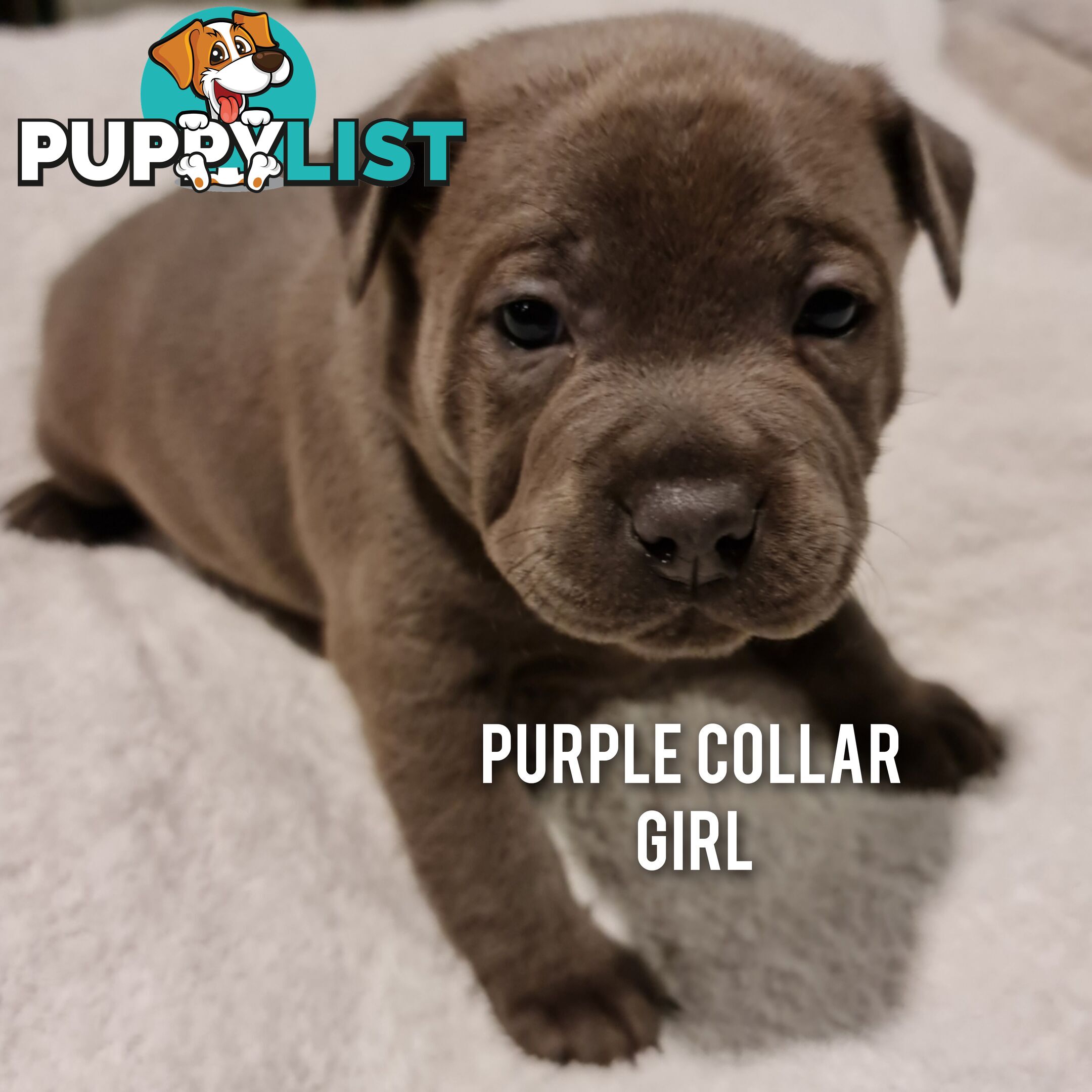 Wanted: Purebred English Blue Staffy puppies