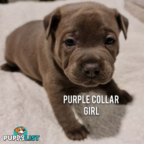 Wanted: Purebred English Blue Staffy puppies
