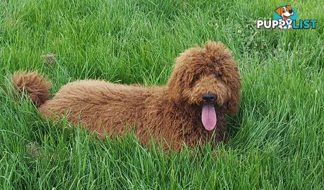 Standard Red Poodle