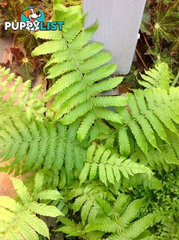 Pretty Green Serenity Fern