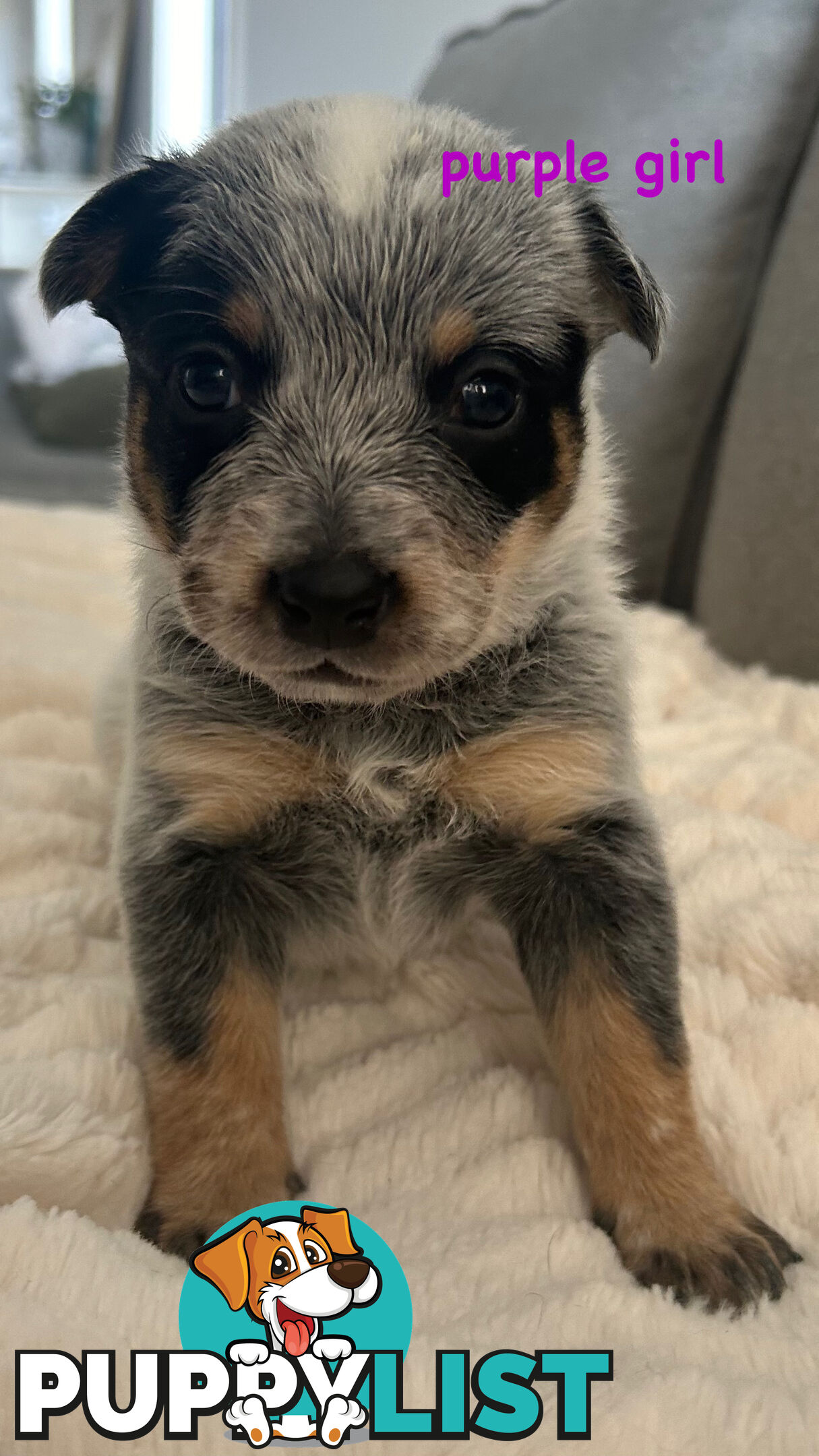 Purebred Australian Cattle/blue heeler puppies for sale