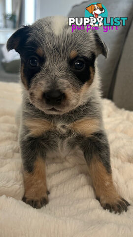 Purebred Australian Cattle/blue heeler puppies for sale