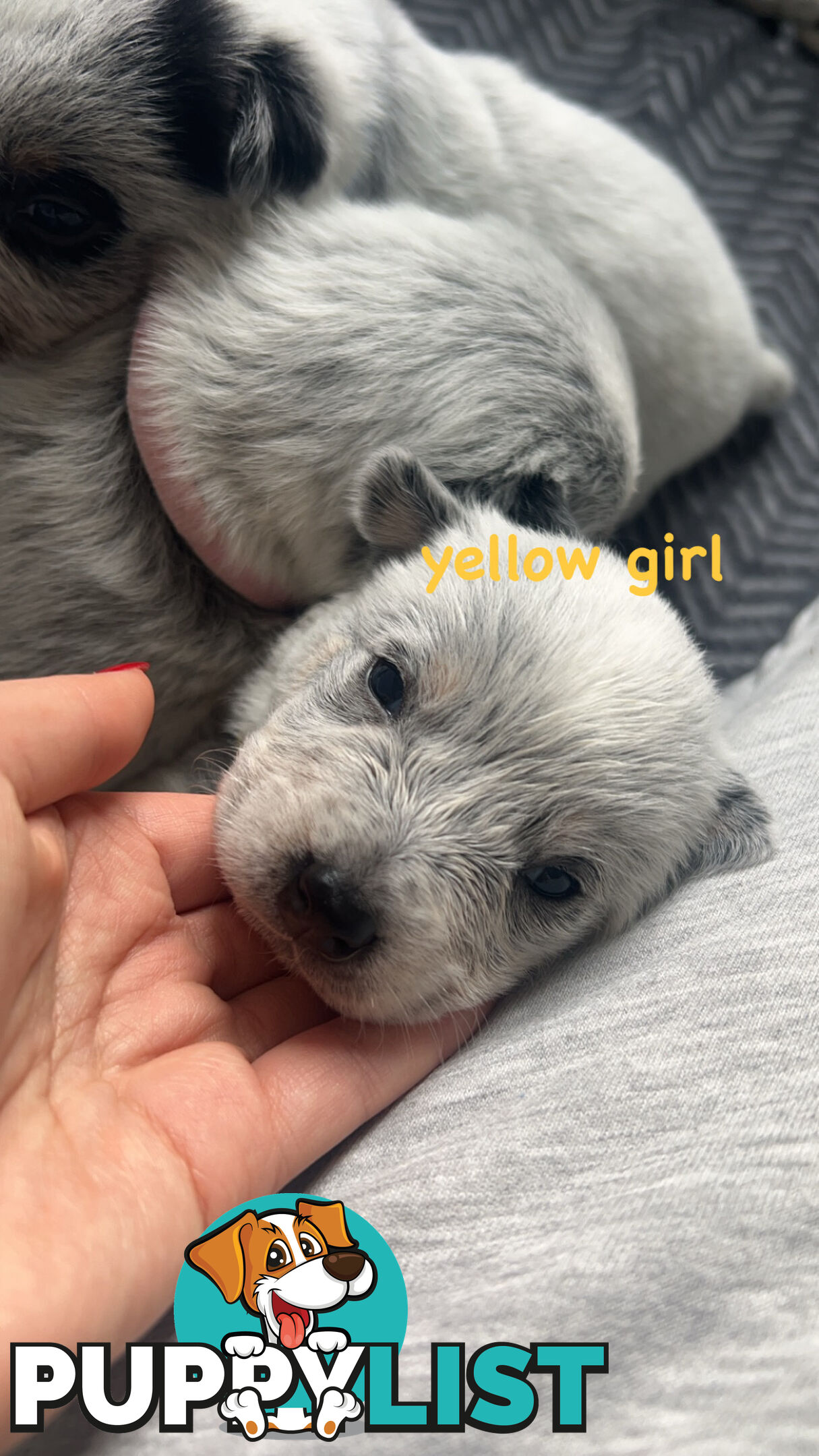 Purebred Australian Cattle/blue heeler puppies for sale