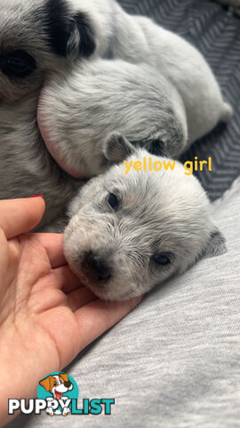 Purebred Australian Cattle/blue heeler puppies for sale