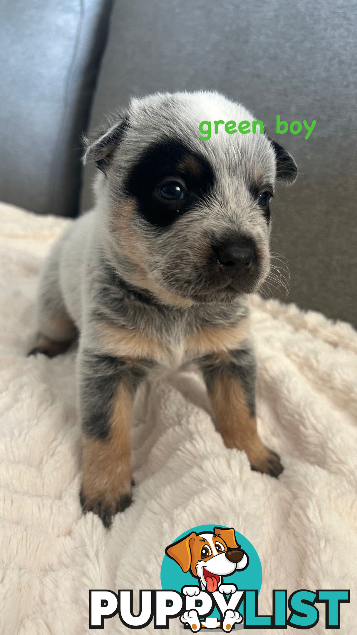 Purebred Australian Cattle/blue heeler puppies for sale