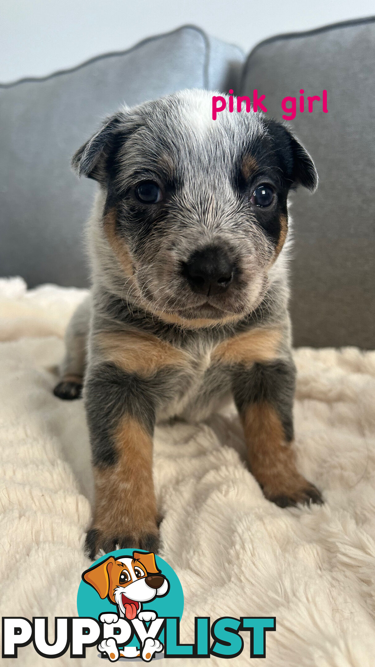 Purebred Australian Cattle/blue heeler puppies for sale