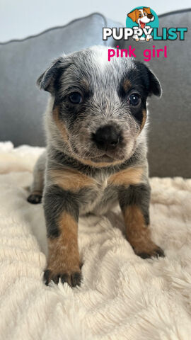 Purebred Australian Cattle/blue heeler puppies for sale