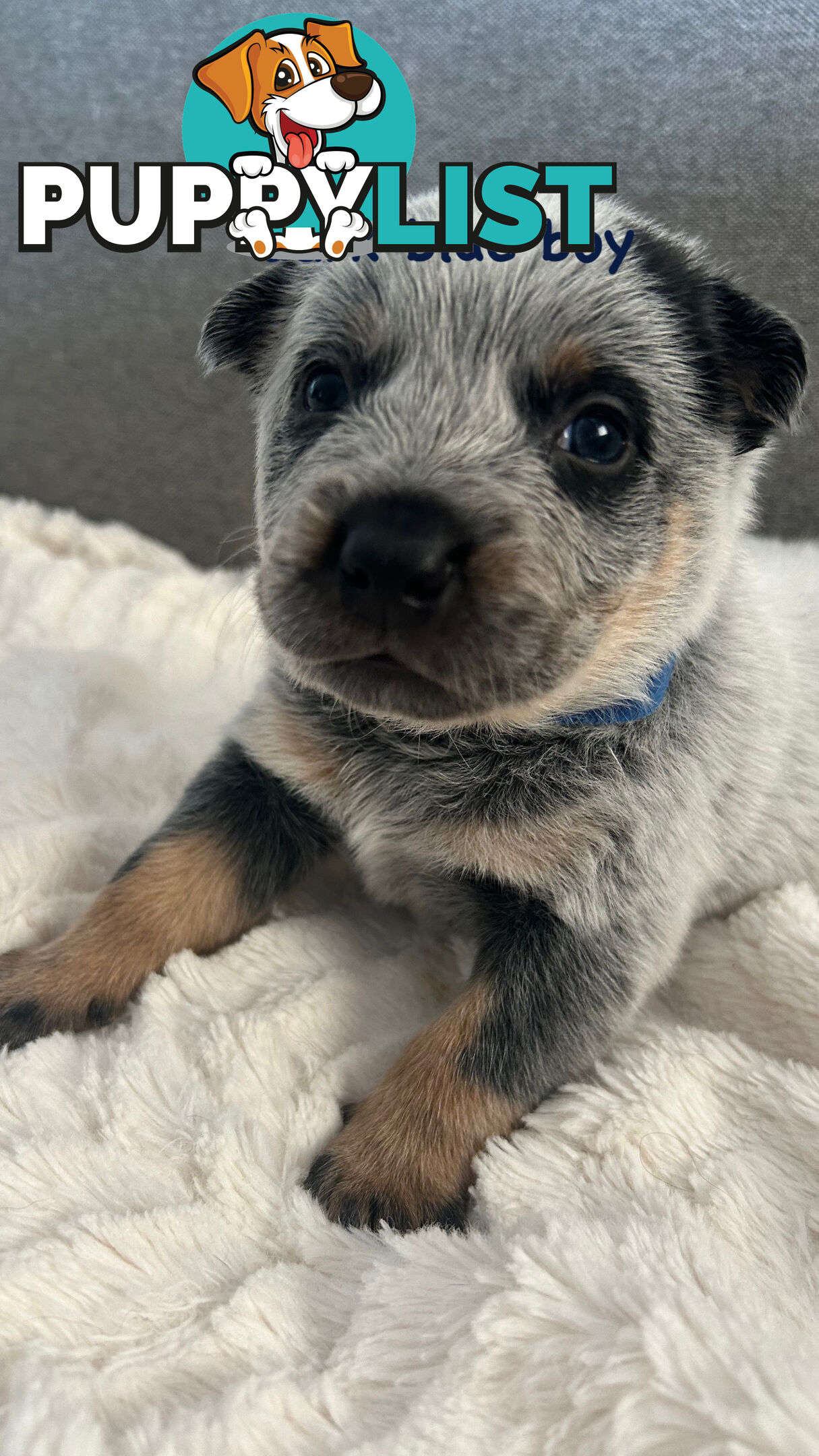 Purebred Australian Cattle/blue heeler puppies for sale