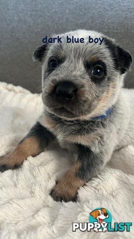 Purebred Australian Cattle/blue heeler puppies for sale