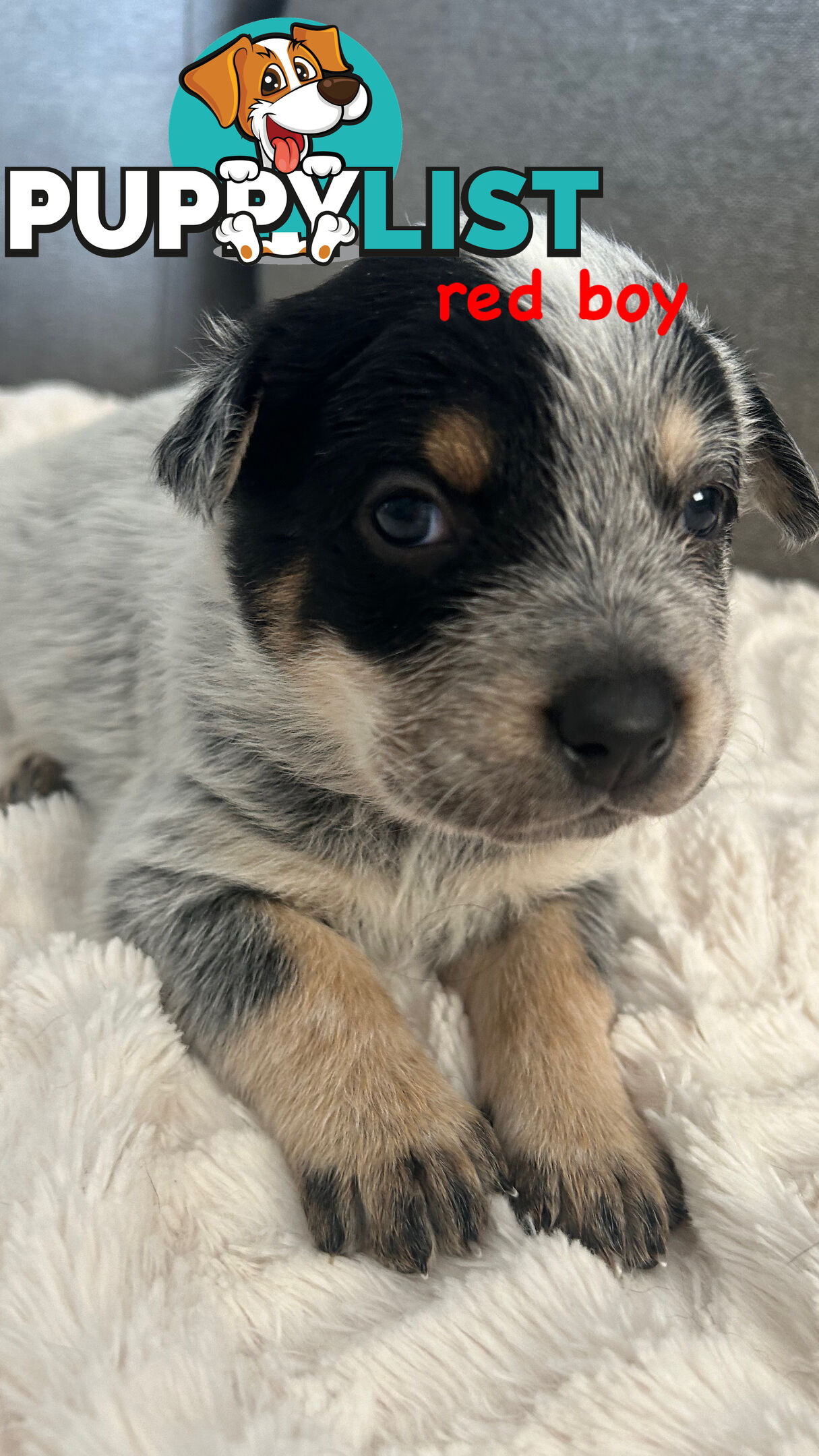 Purebred Australian Cattle/blue heeler puppies for sale