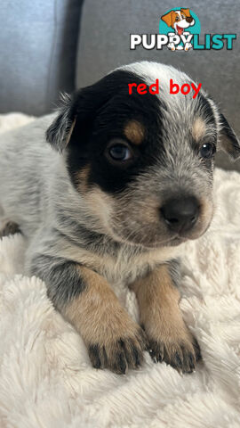 Purebred Australian Cattle/blue heeler puppies for sale