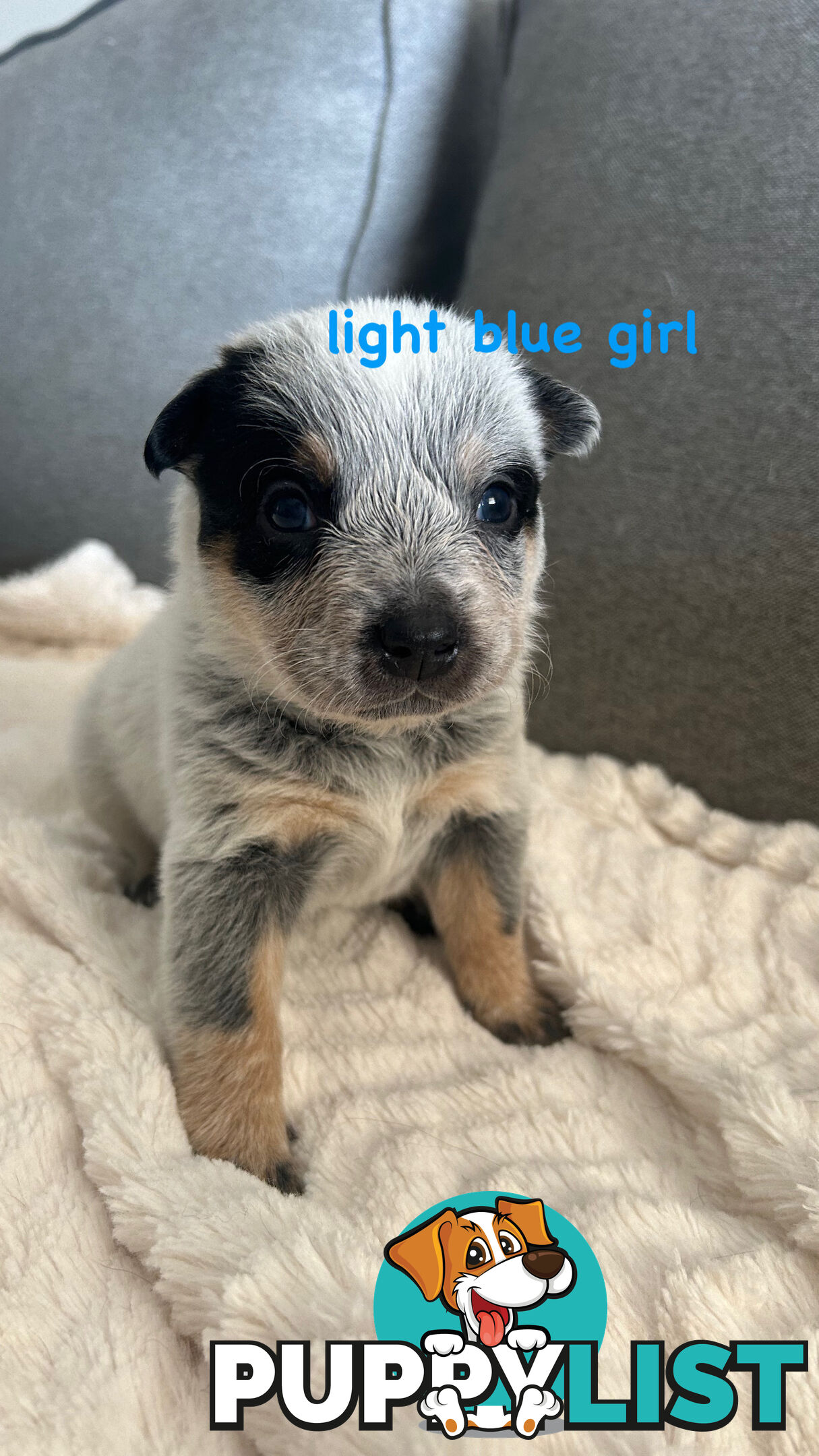 Purebred Australian Cattle/blue heeler puppies for sale