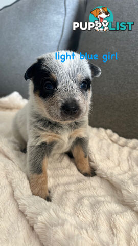 Purebred Australian Cattle/blue heeler puppies for sale