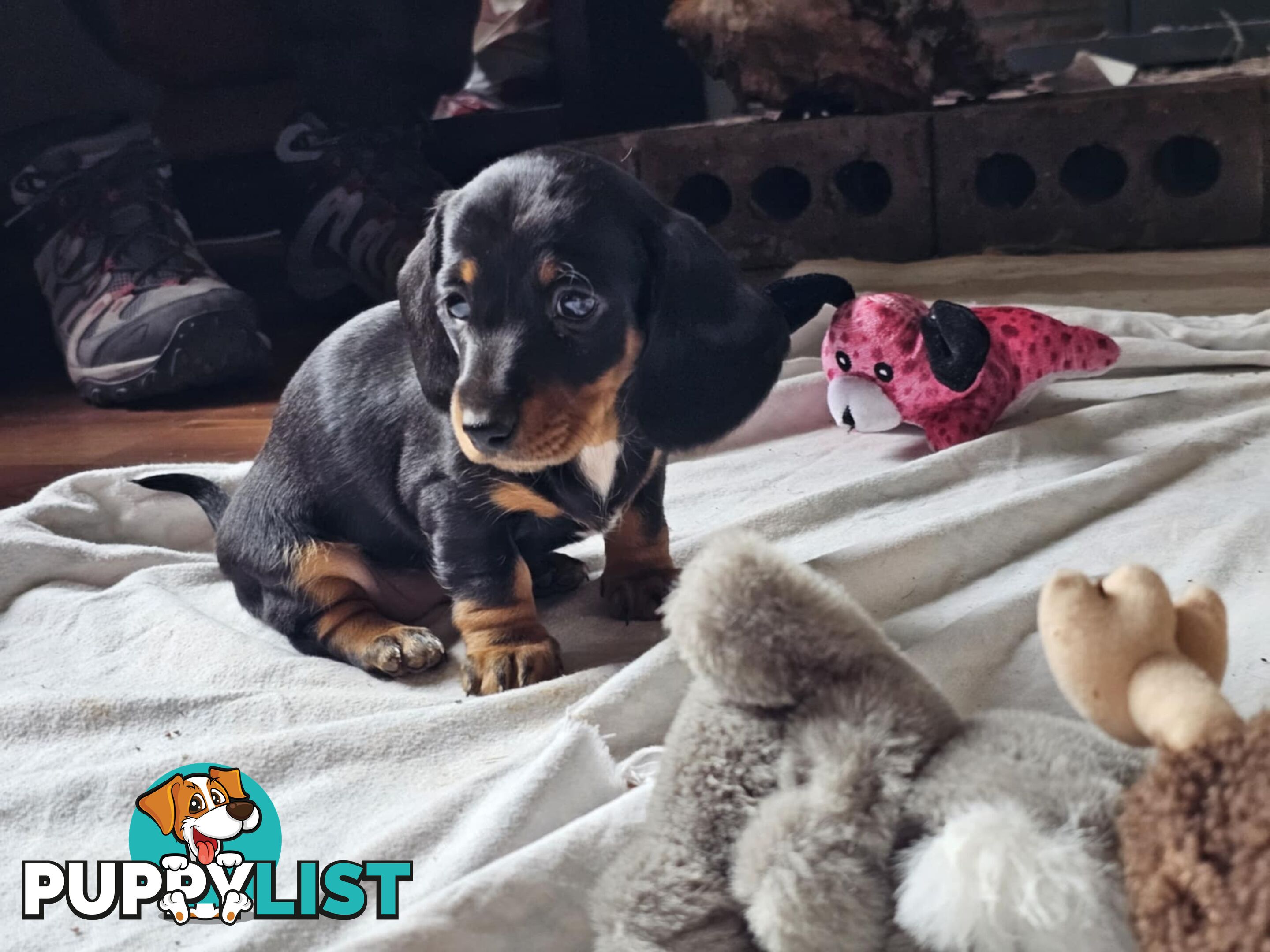 Mighty mini Dachshunds