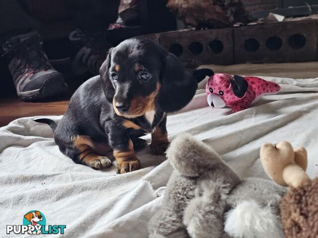Mighty mini Dachshunds