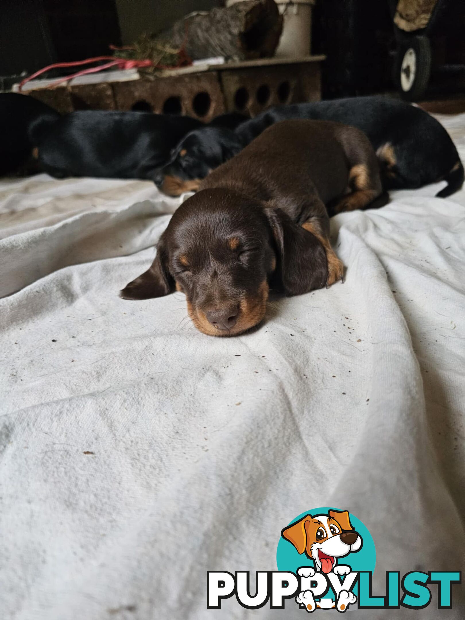 Mighty mini Dachshunds