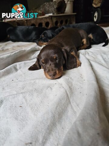 Mighty mini Dachshunds