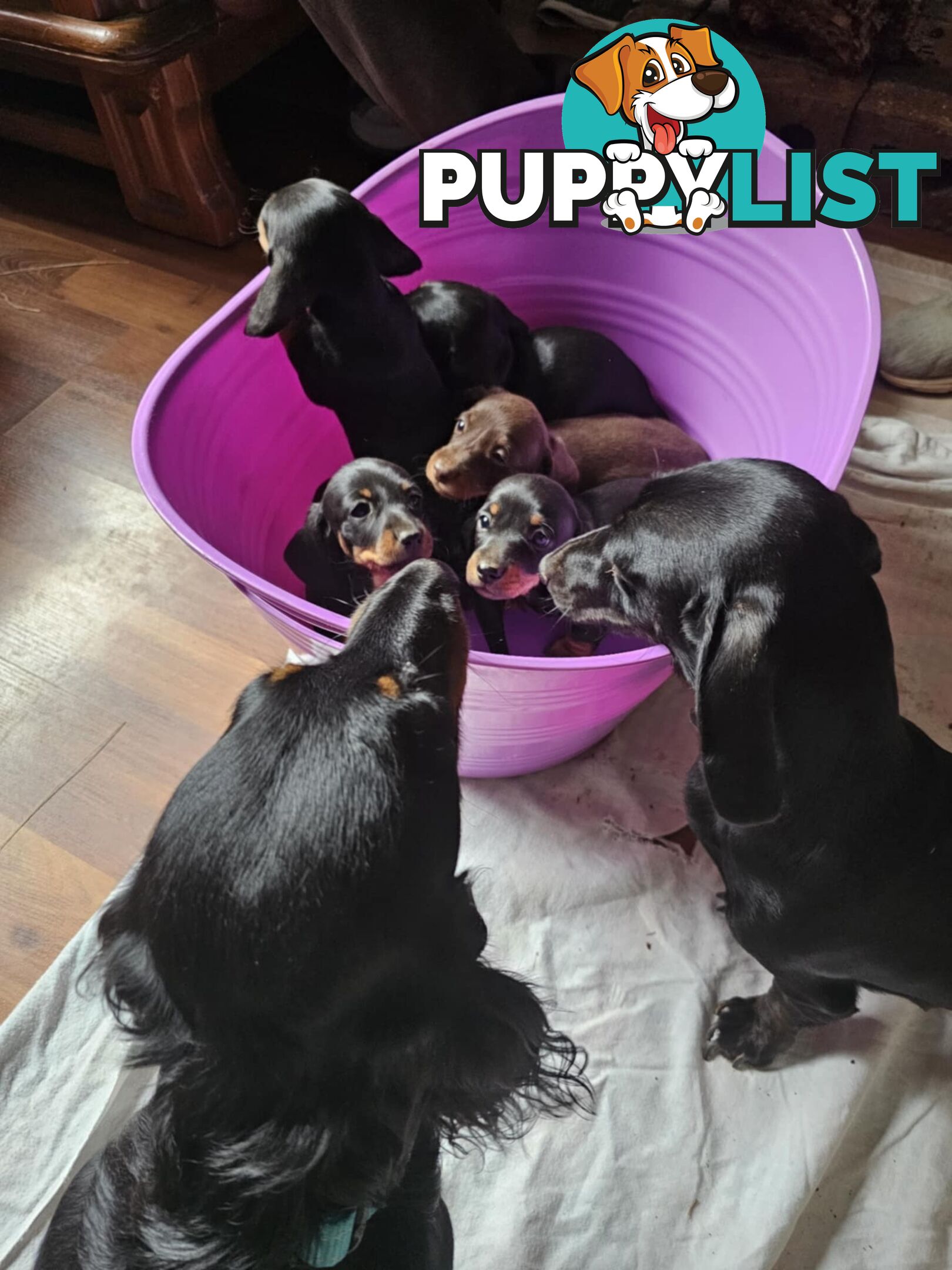 Mighty mini Dachshunds