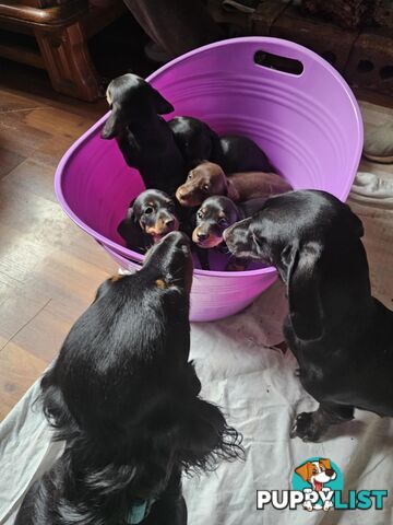Mighty mini Dachshunds