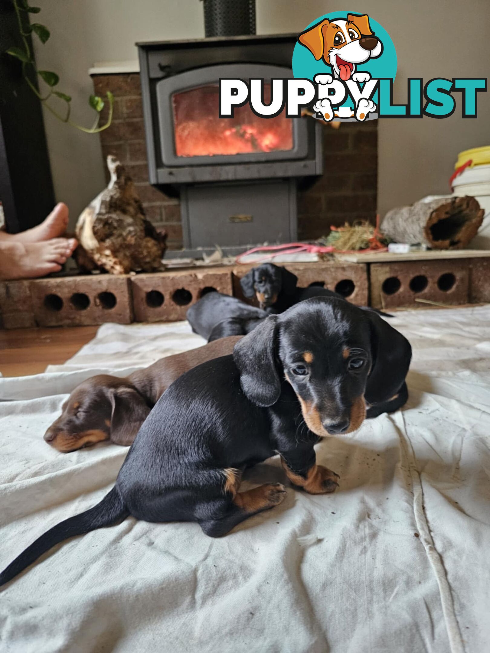 Mighty mini Dachshunds