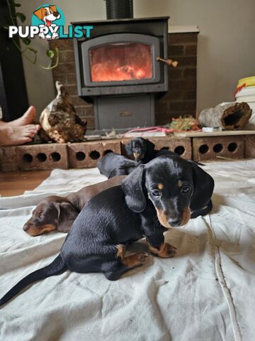 Mighty mini Dachshunds
