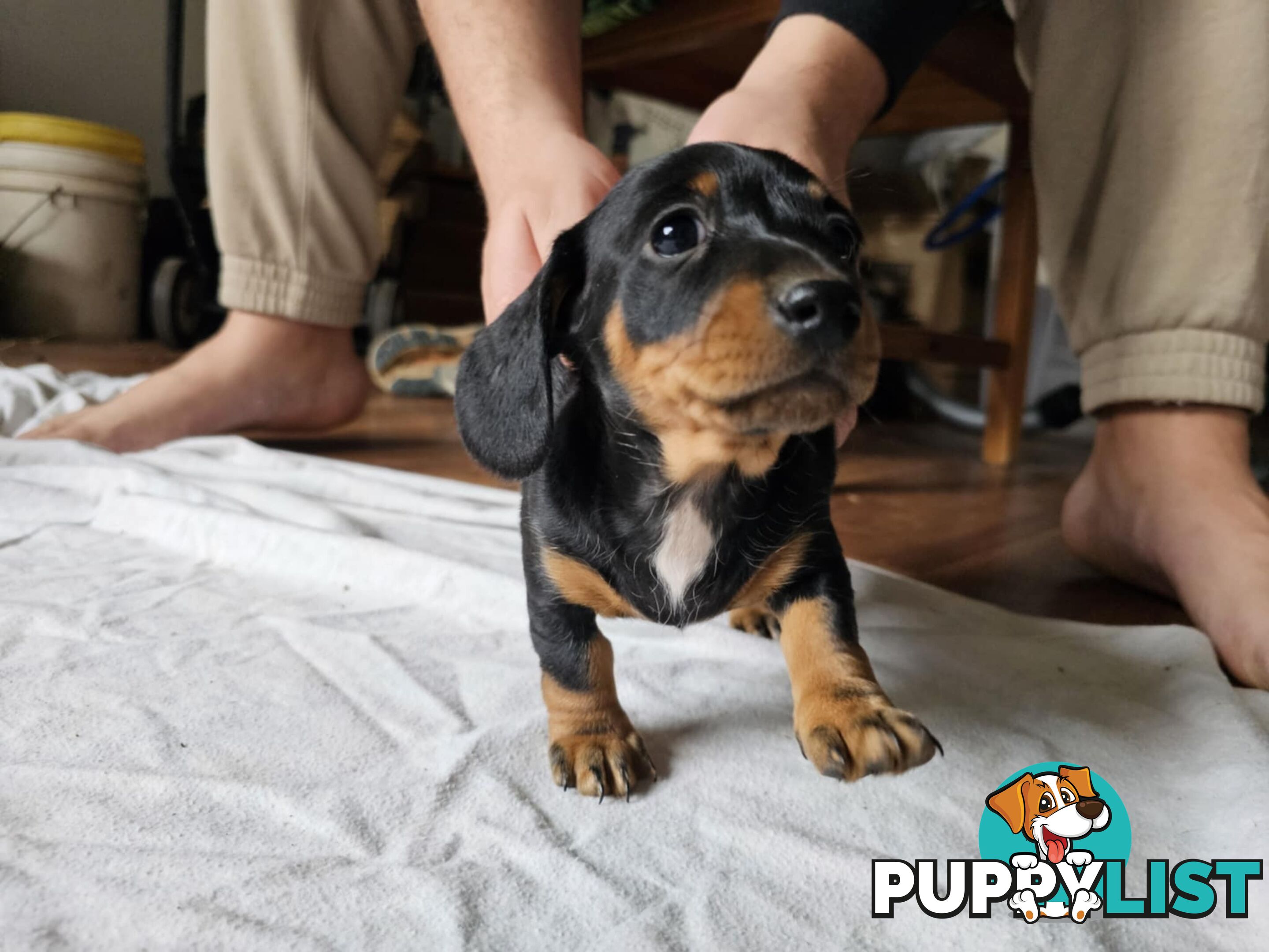Mighty mini Dachshunds
