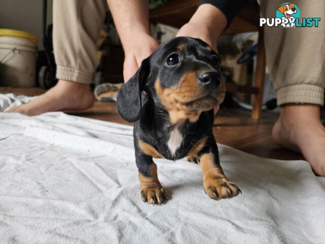Mighty mini Dachshunds