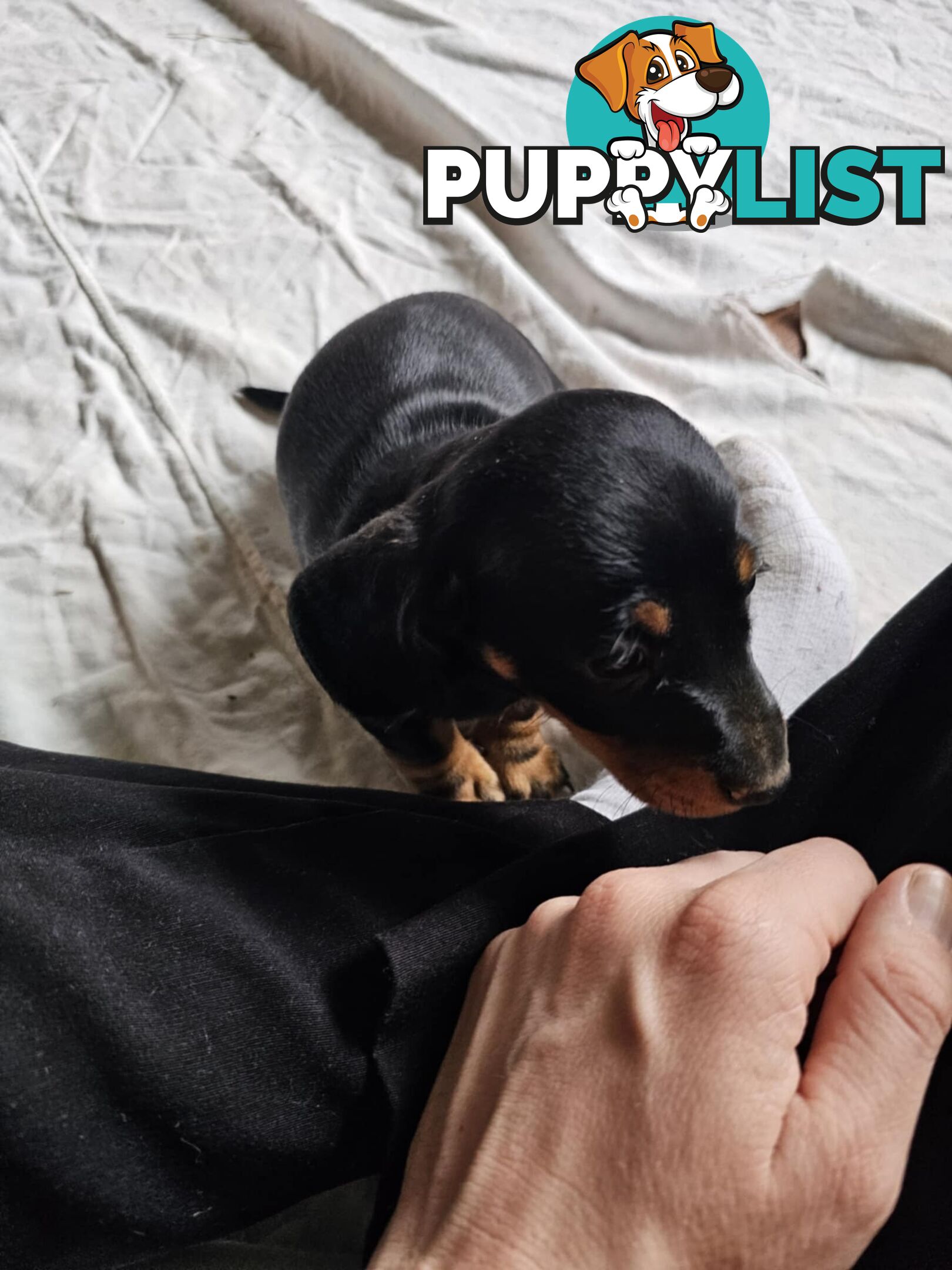Mighty mini Dachshunds