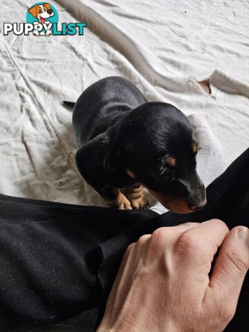 Mighty mini Dachshunds
