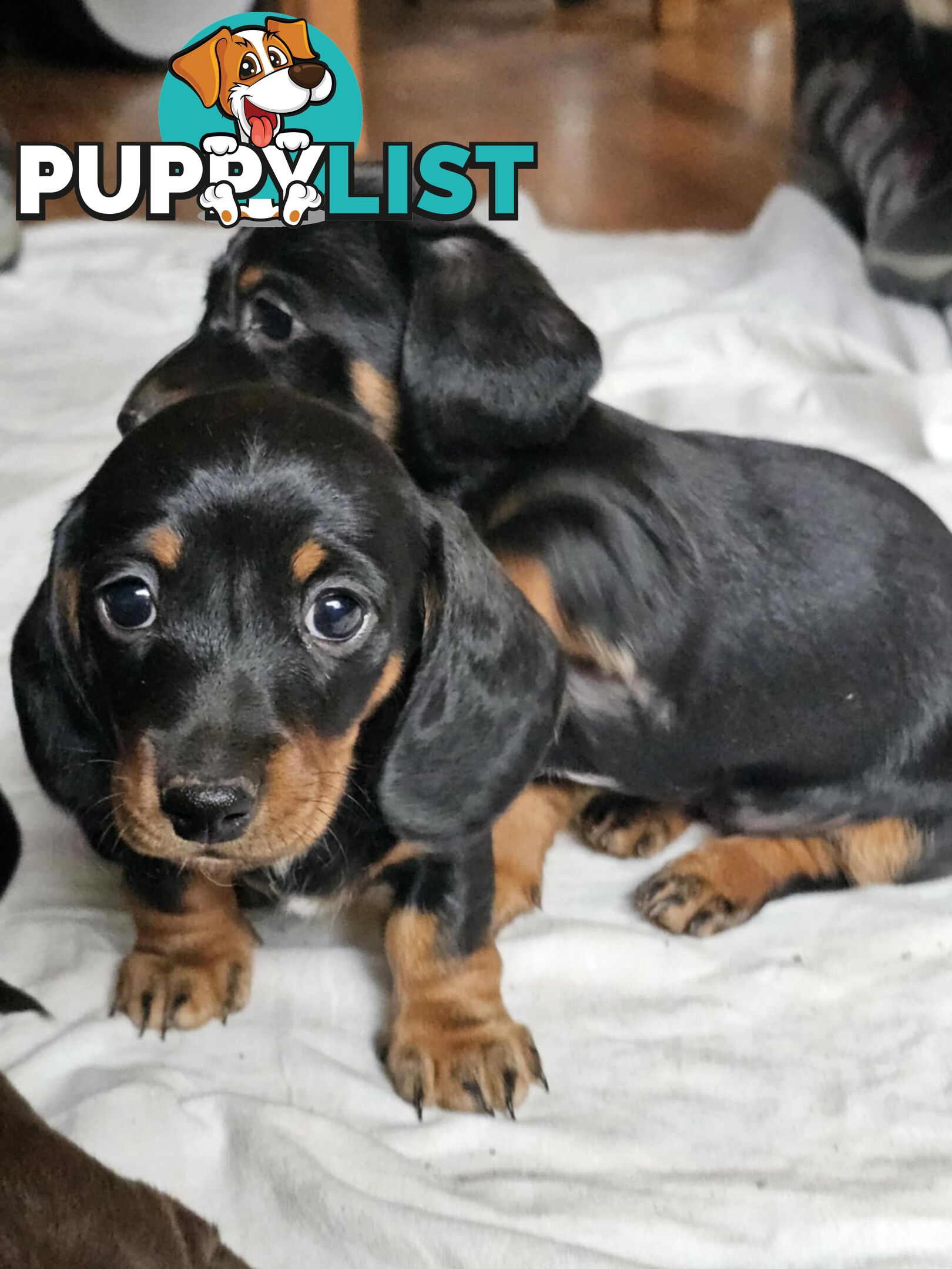 Mighty mini Dachshunds