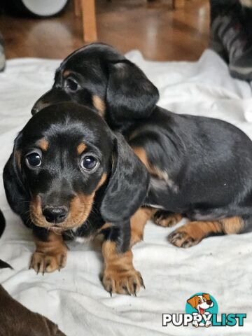 Mighty mini Dachshunds