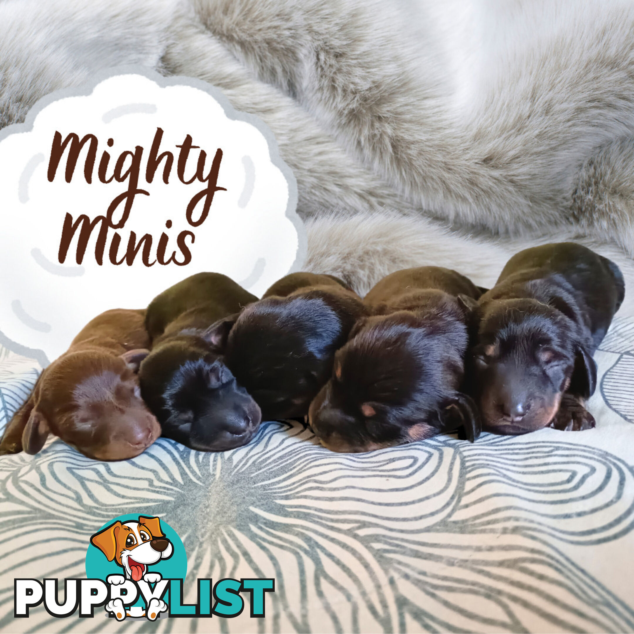 Mighty mini Dachshunds