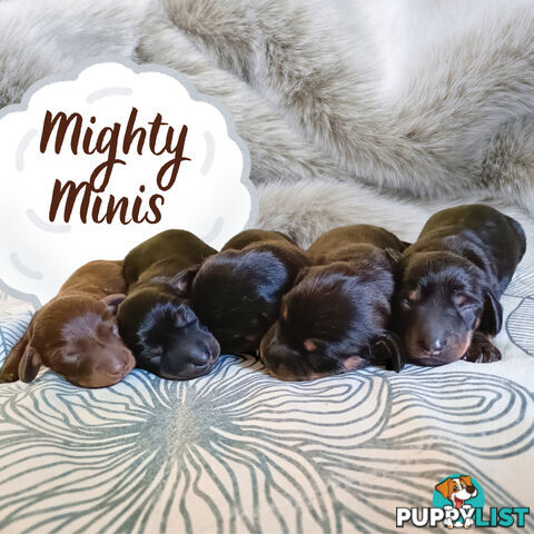 Mighty mini Dachshunds