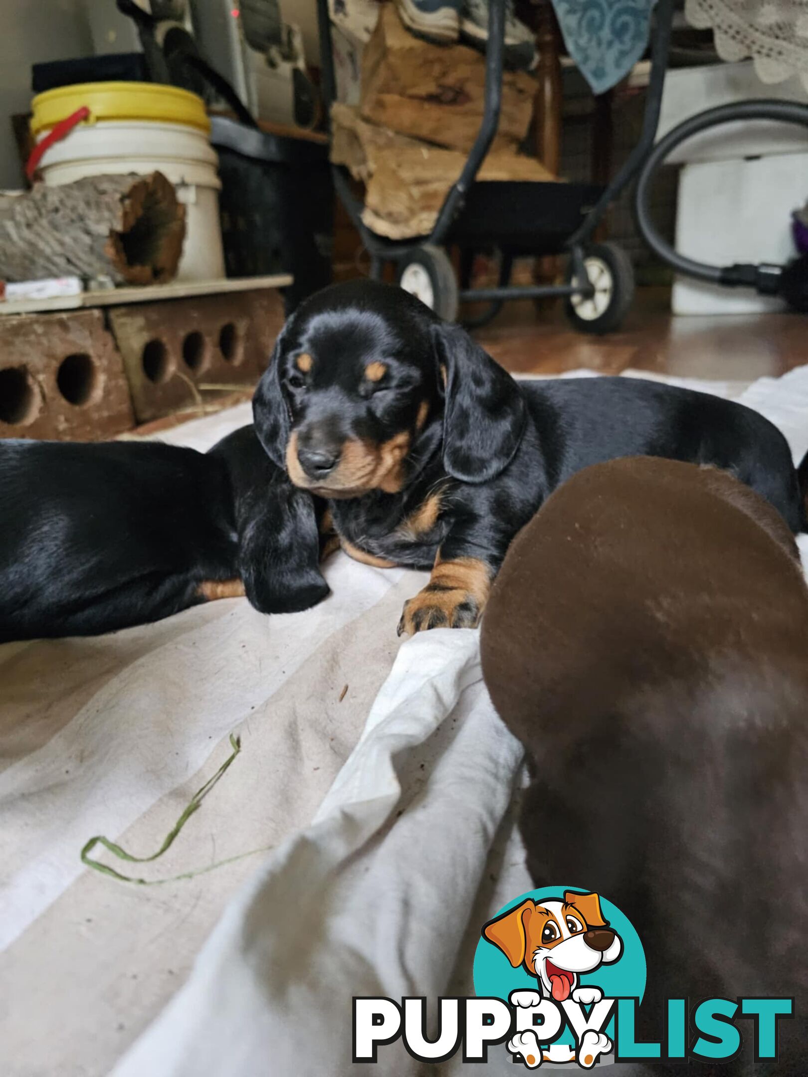 Mighty mini Dachshunds