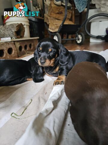 Mighty mini Dachshunds