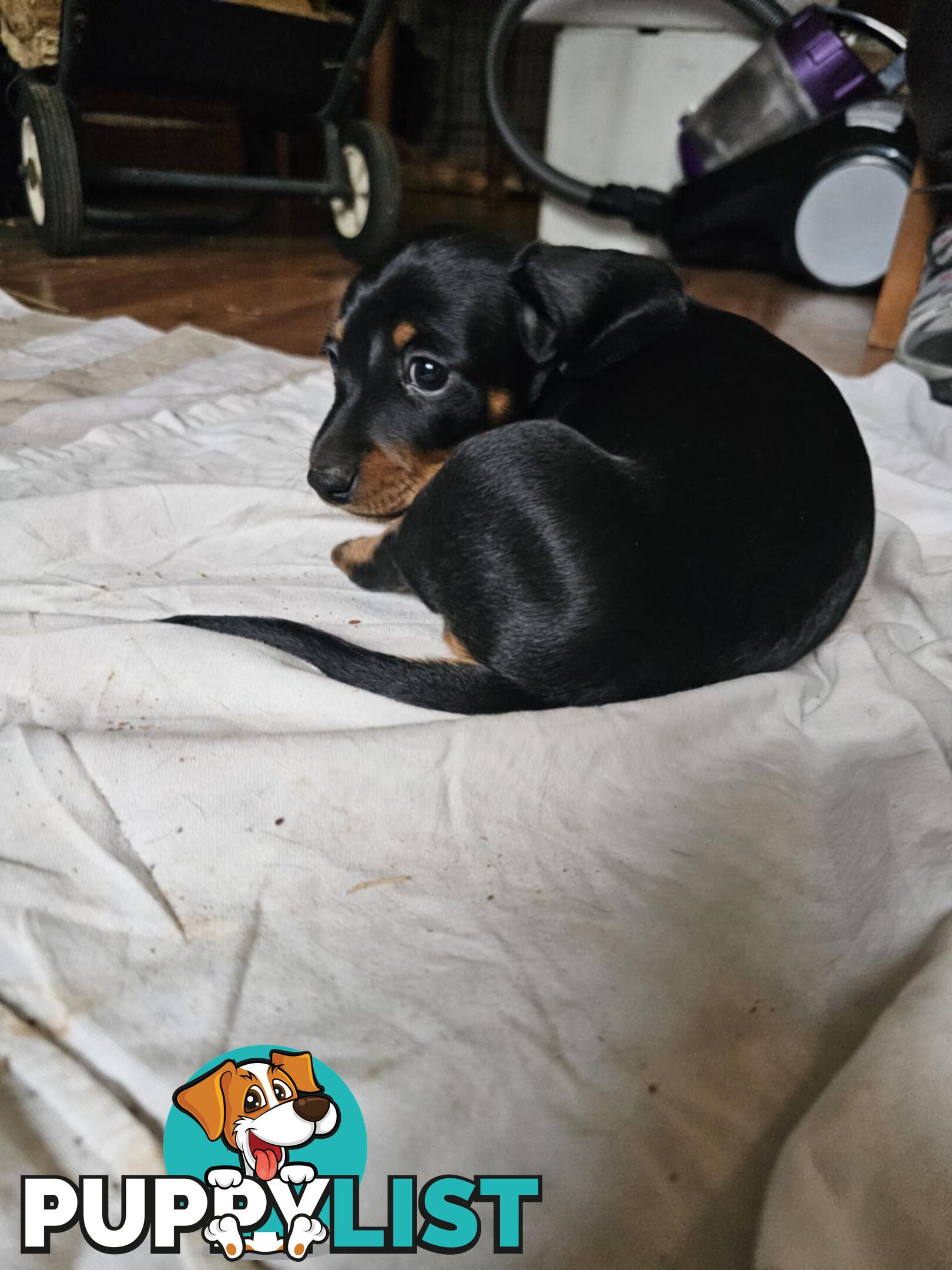 Mighty mini Dachshunds