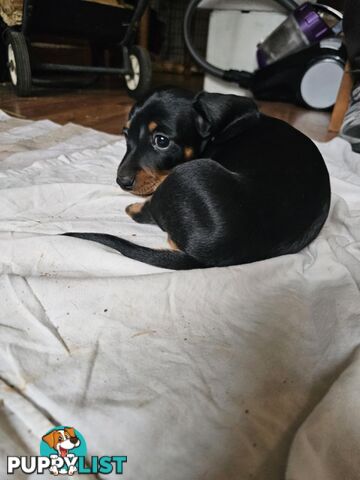Mighty mini Dachshunds