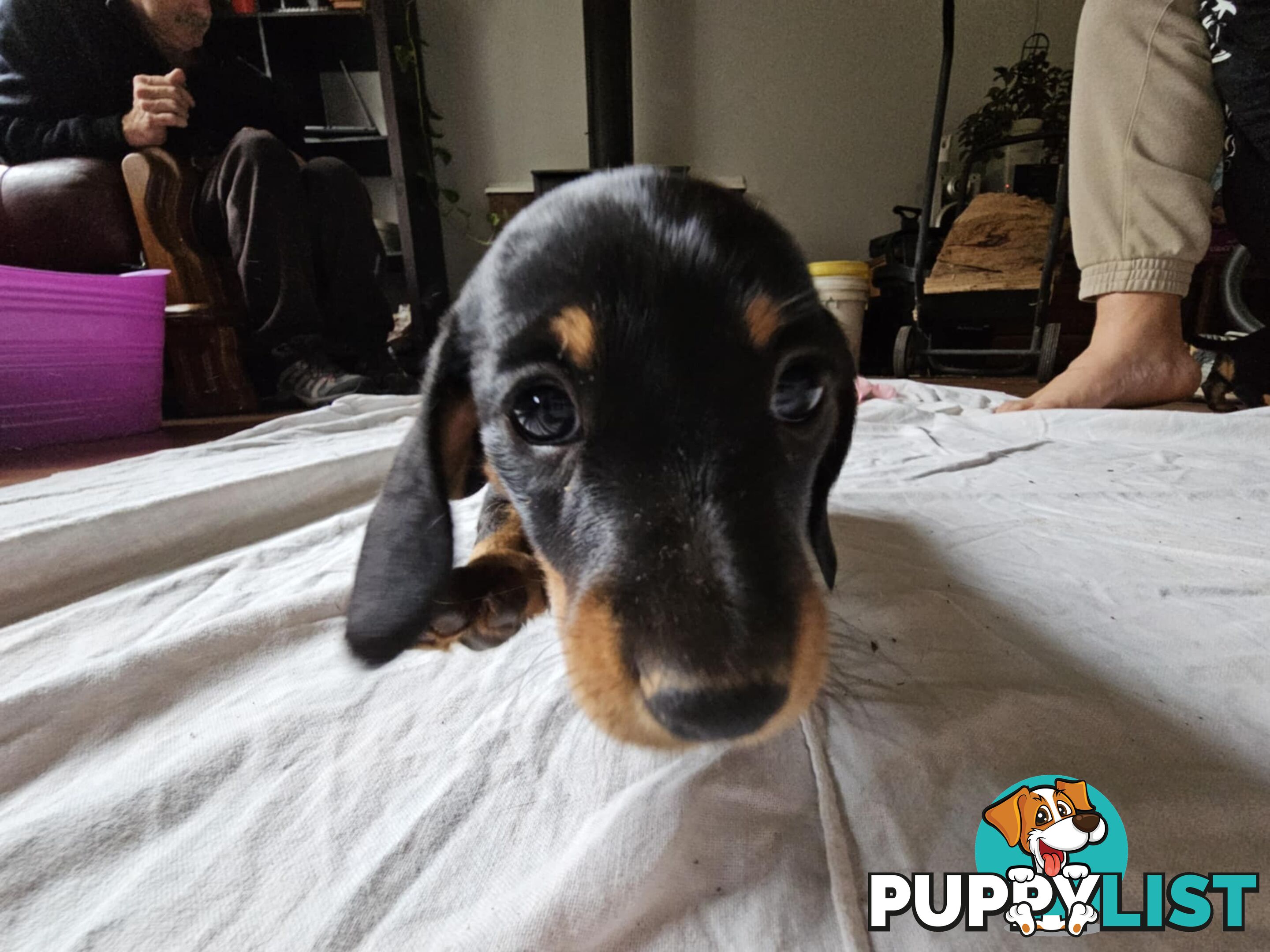Mighty mini Dachshunds