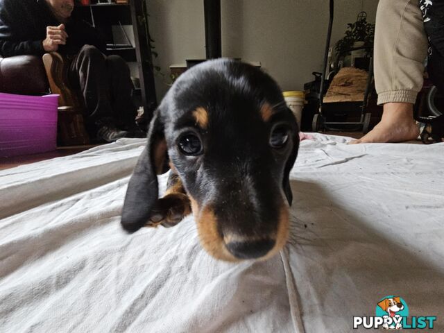 Mighty mini Dachshunds