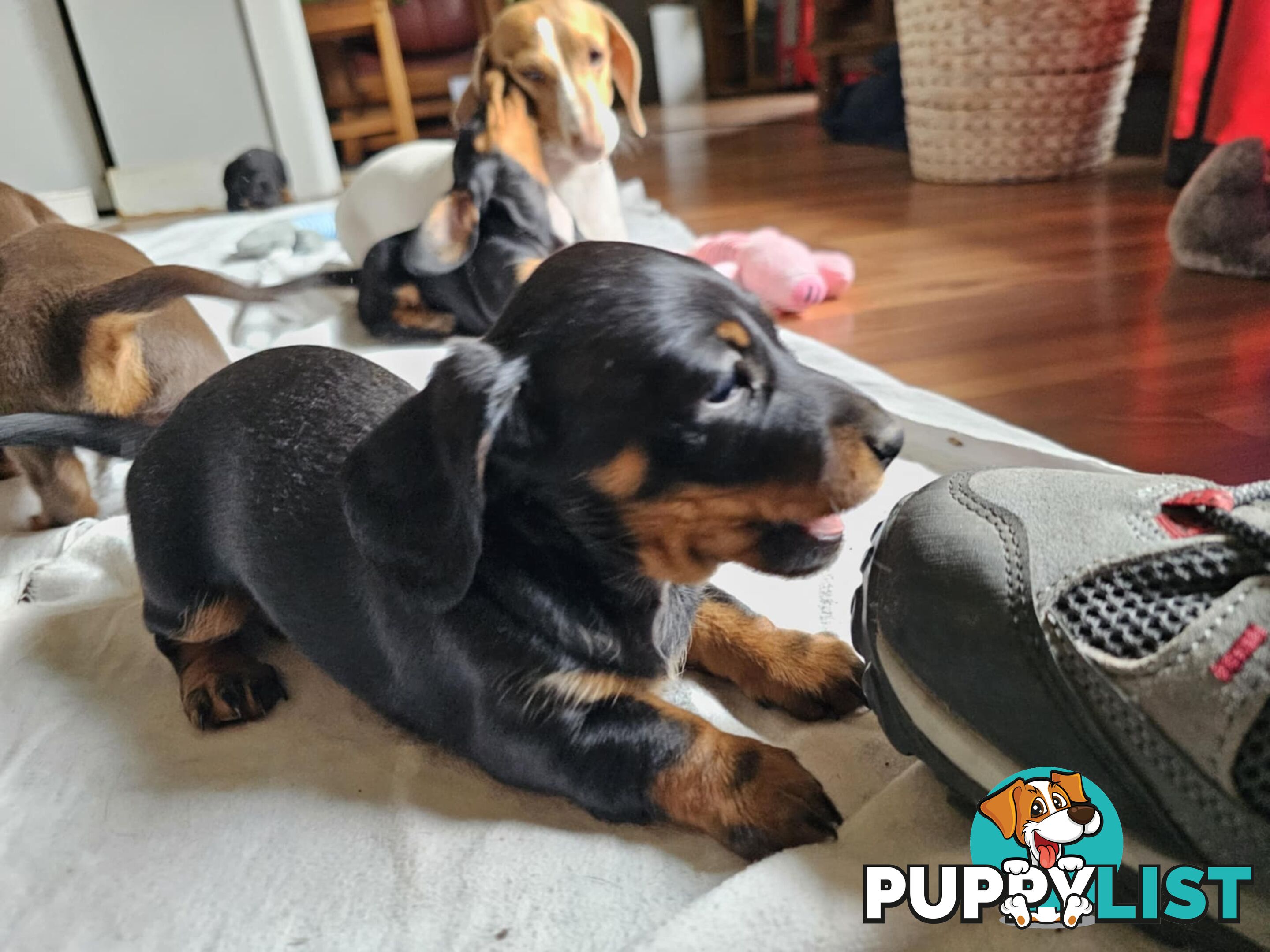 Mighty mini Dachshunds