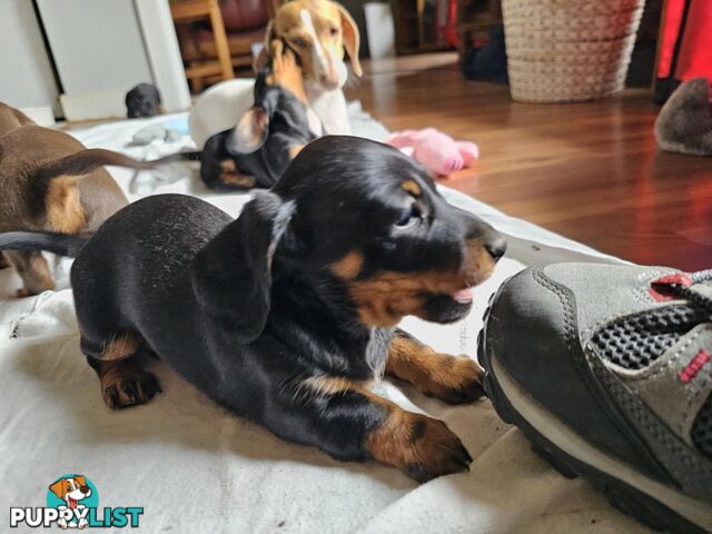 Mighty mini Dachshunds