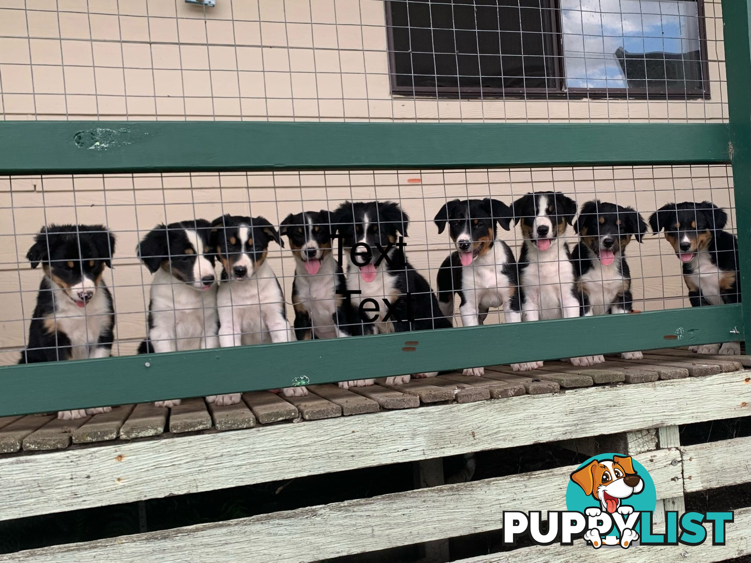 Border collie puppies