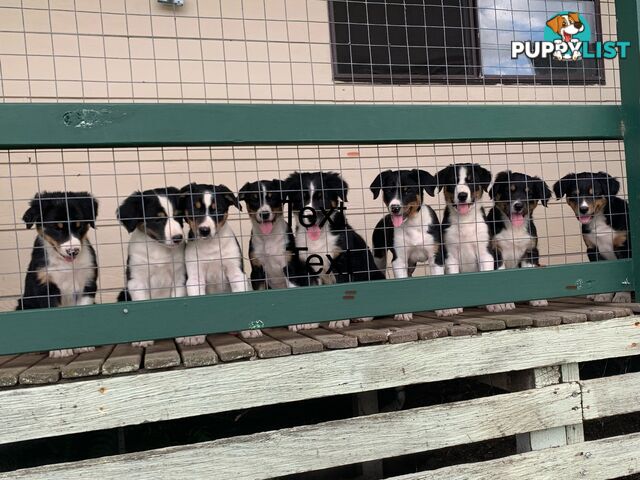 Border collie puppies