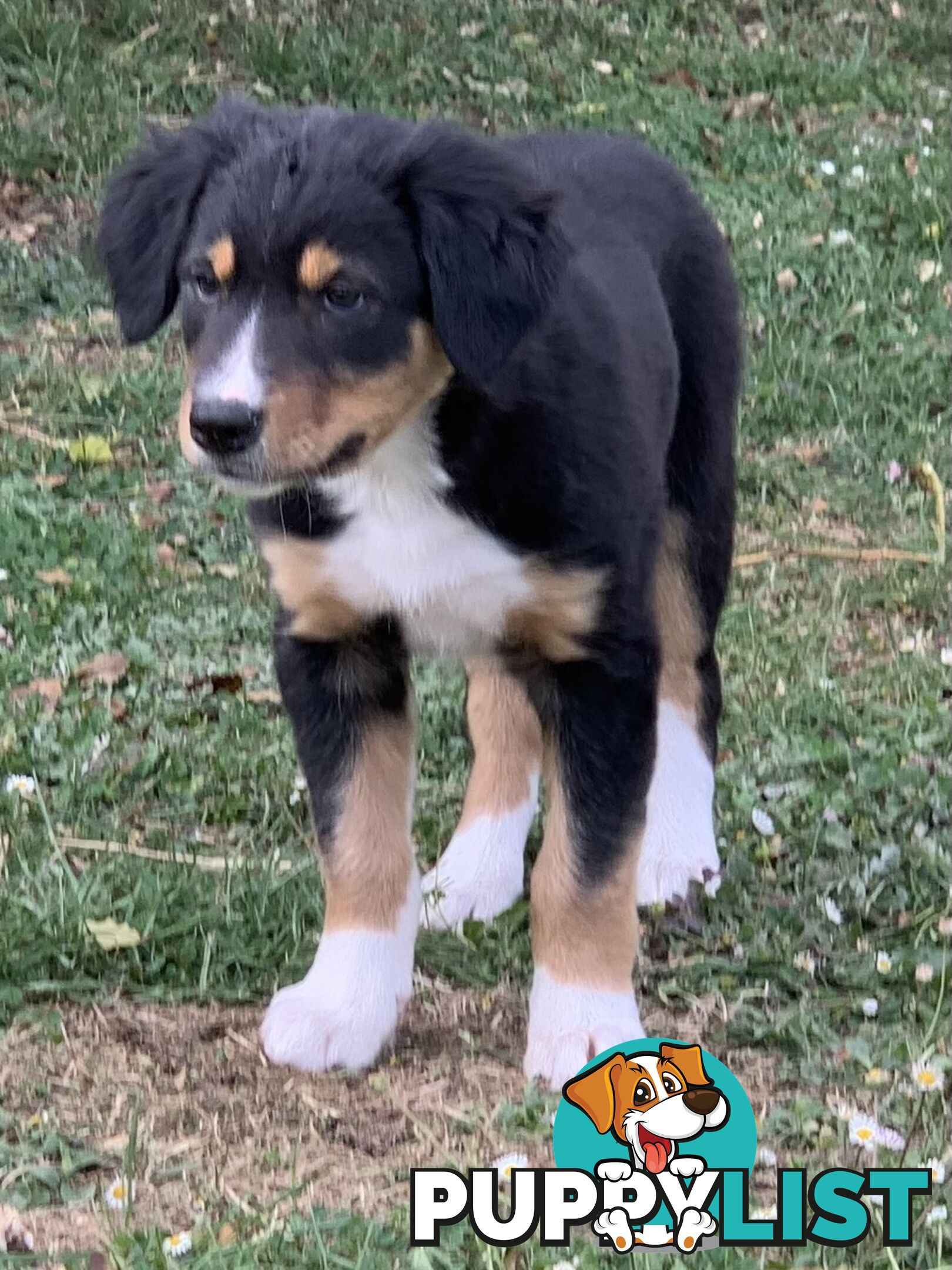 Border collie puppies